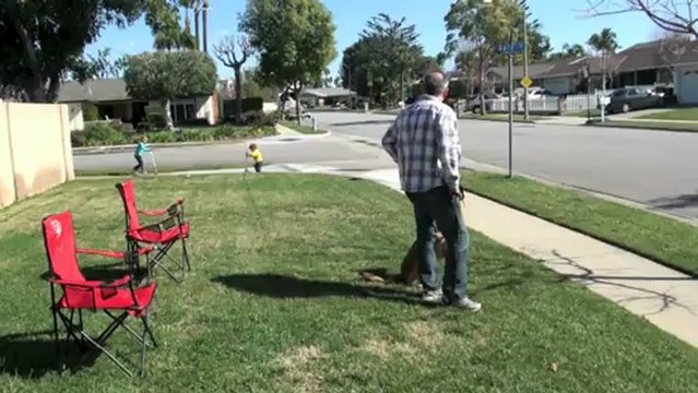 Training an Aggressive dog with Falco K9 Academy