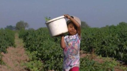 Mexican children shoulder state's labour woes