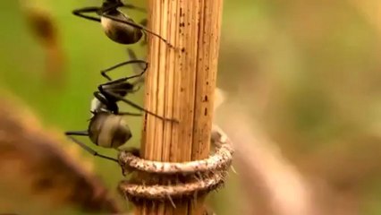 Camera Test - Sony Xperia Z