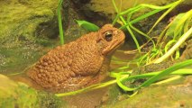 Australian Mutant Toads Are Creepy and Growing in Number