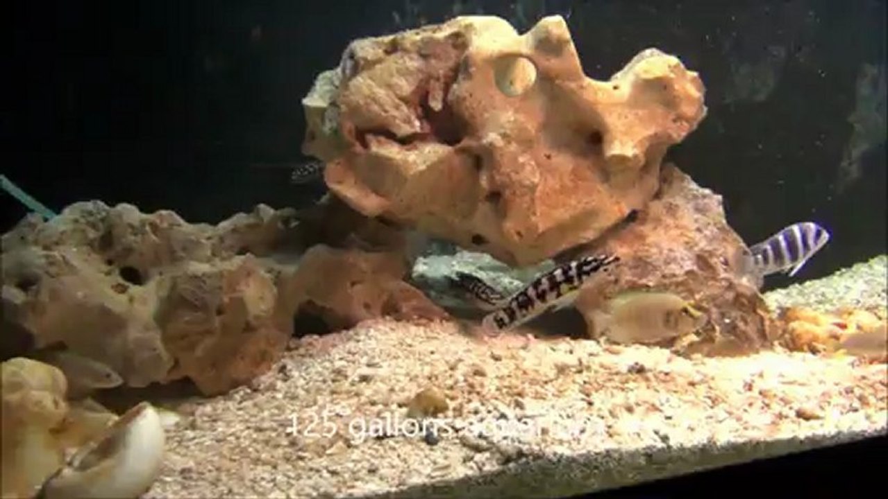 2012-02-18 - My Fishroom