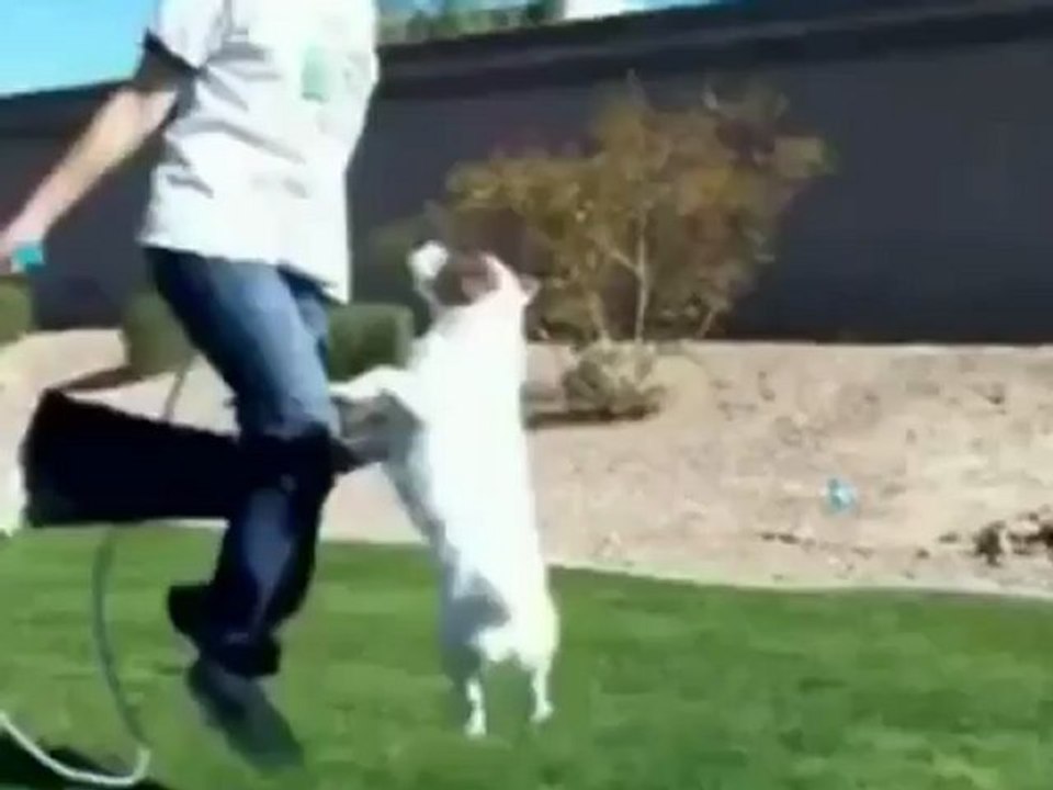 Vehbi ve köpegi