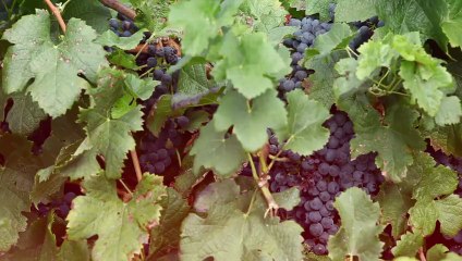 Recette du filet de taureau au riz de Camargue