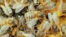 Ep 07: Planète Orange à Caen : let it bee, des abeilles sur nos toîts