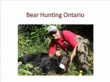 Bear hunting ontario