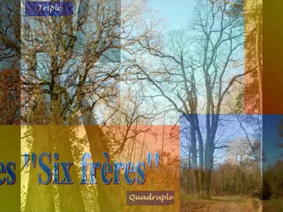 Forêt de Dourdan