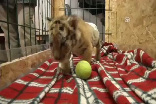 Yavru Bengal için seferber oldular