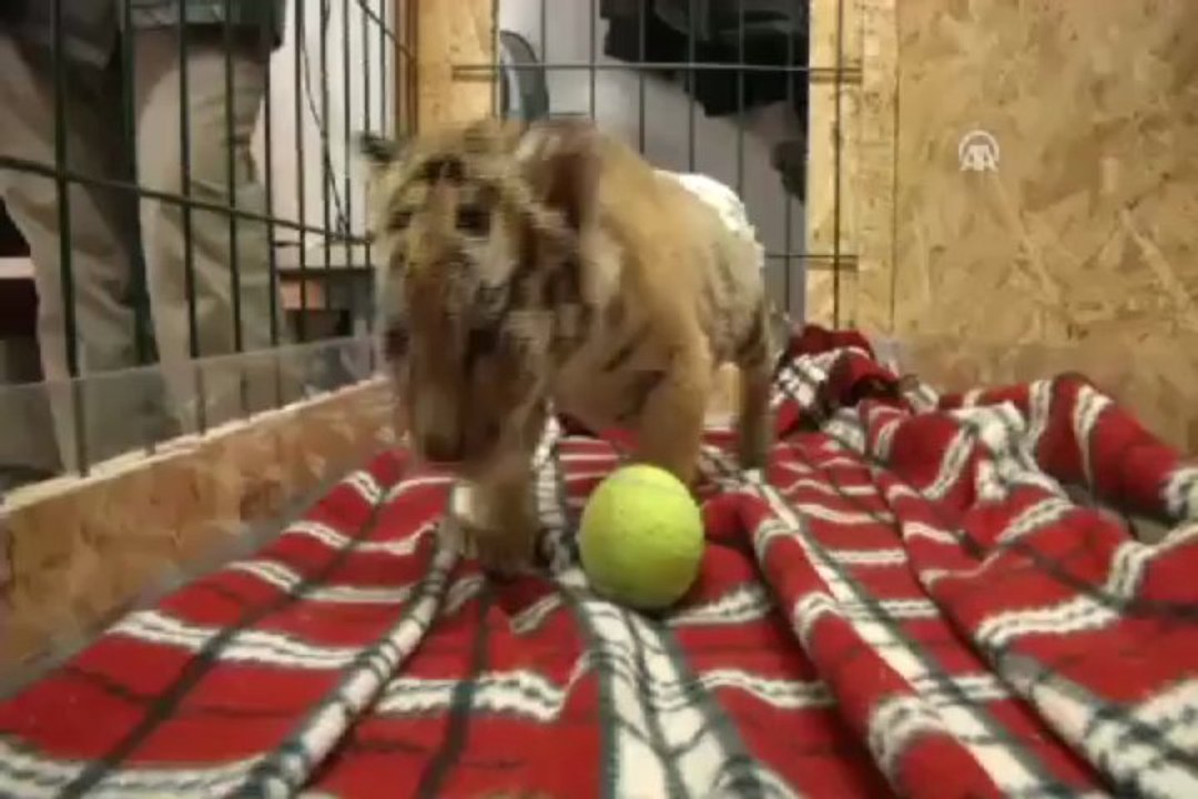 Yavru Bengal için seferber oldular