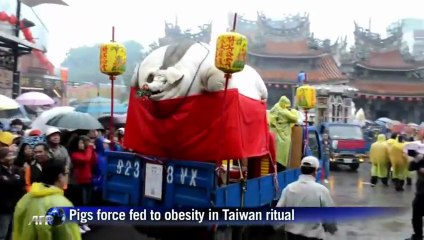 Porcs gavés jusqu'à l'obésité à Taiwan