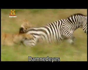 Evrim:  Gözün Evrimi