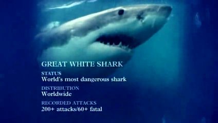 Steve Irwin's Ocean's Deadliest | Great White Shark I | Part 5/9