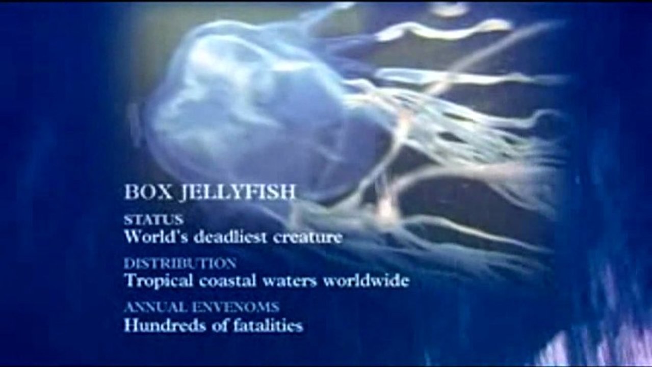 Steve Irwin's Ocean's Deadliest | Box Jellyfish | Part 4/9 HD