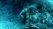 Cozumel Diving | Scuba Diving San Francisco Reef | Dive with Cristina