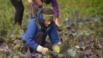 UK activists look to use wasted food