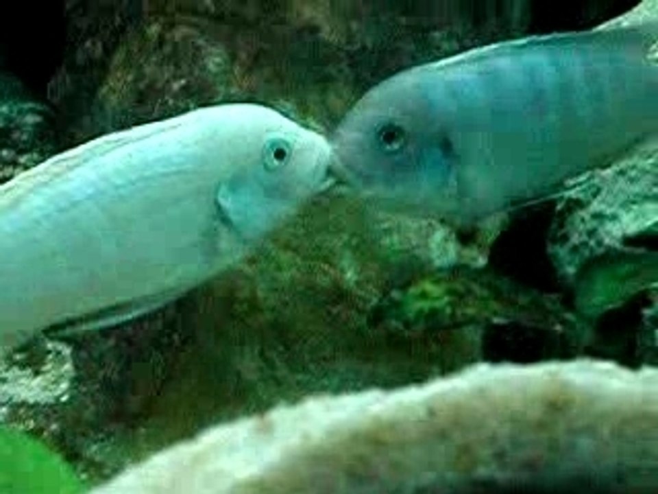 lutte esterae