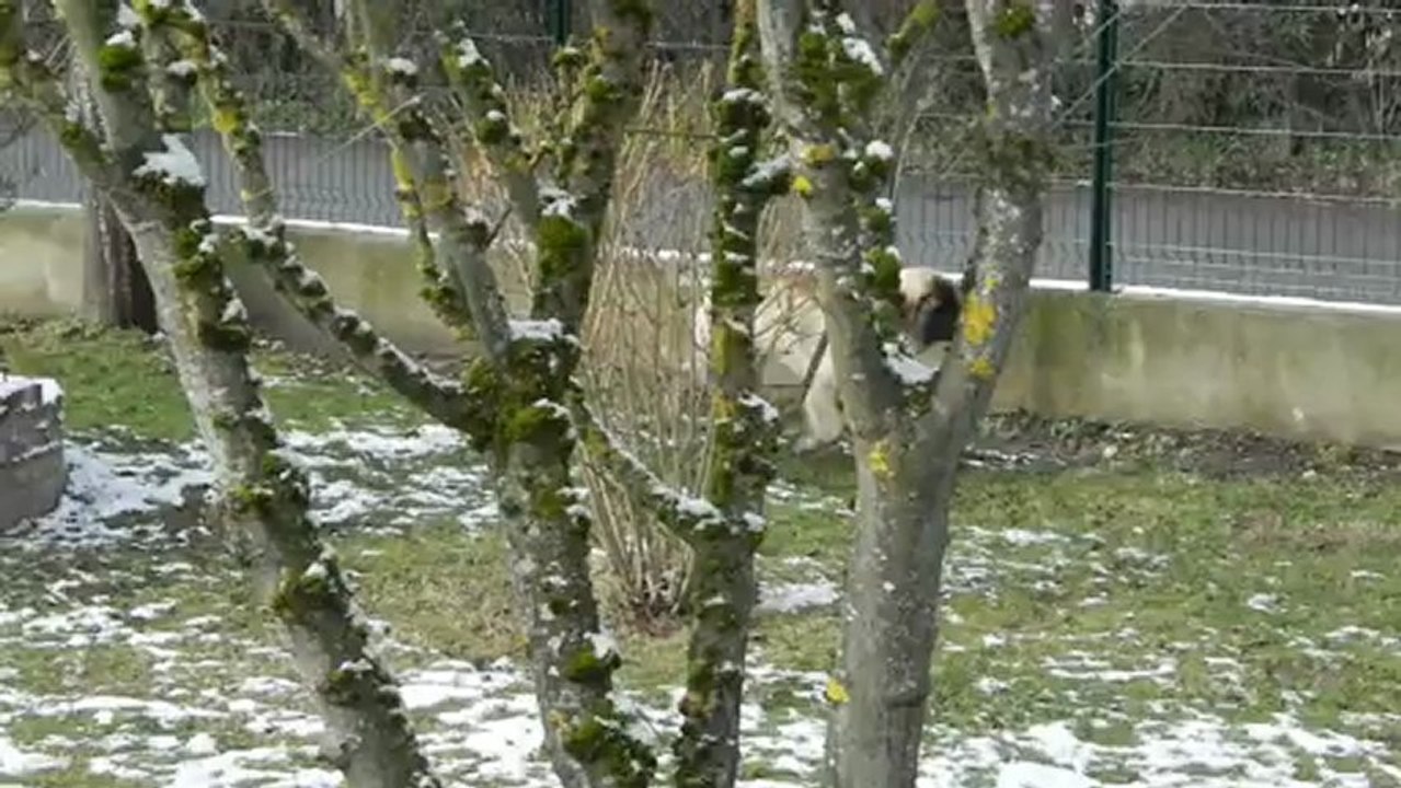 H'ley - Vidéo n°25 - 9 février 2012 - Dehors (bientôt 5 mois)