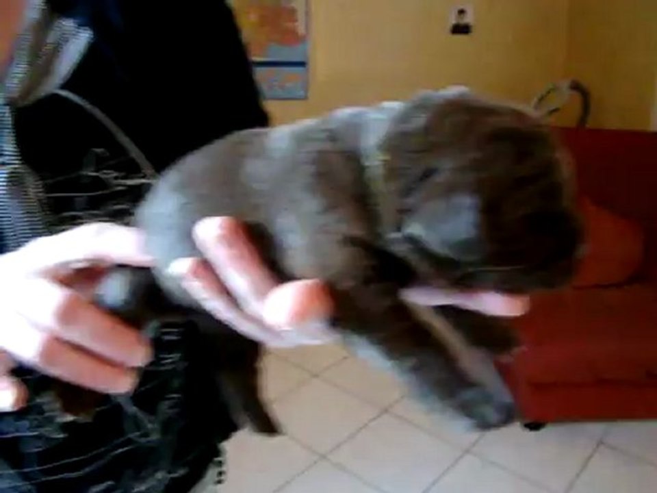 MOV07366 chiot marron