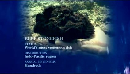 Steve Irwin's Ocean's Deadliest | Reef Stonefish | Part 1/9 HD
