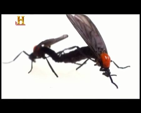 Evrim: Cinselliğin Evrimi