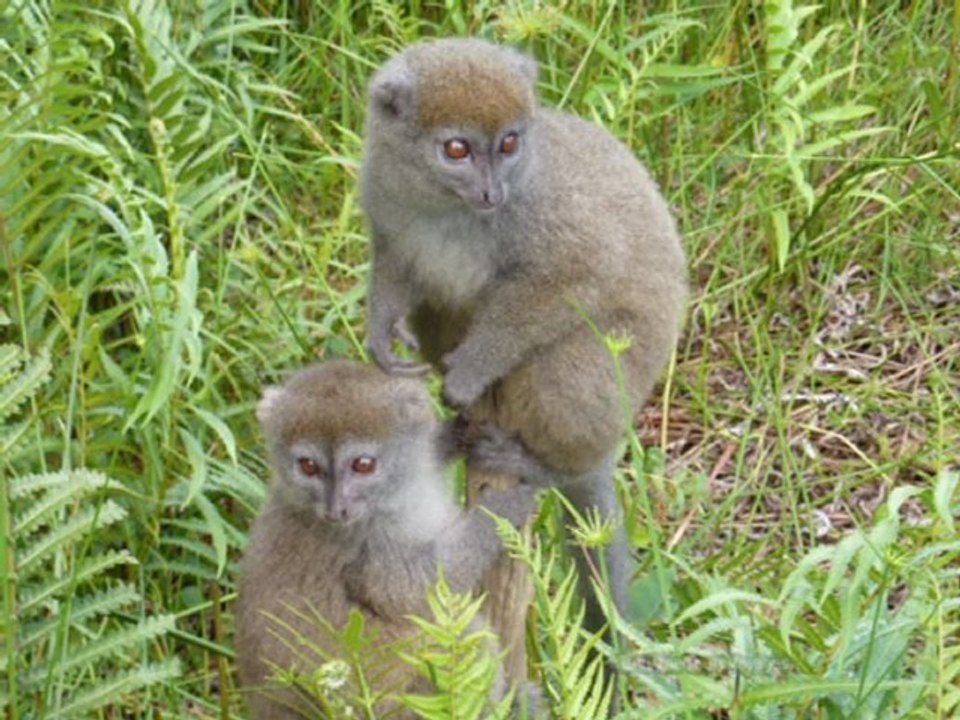 Ishlane Tours Voyages - Vidéo Andasibé Indri Lémuriens