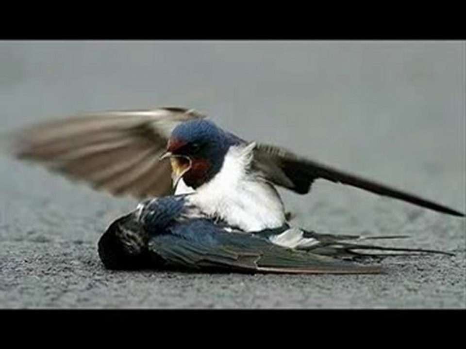 Dilberay - Gardas Remix By Isyankar365