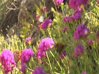 Gültekinler - Nuh'un Gemisine Bühtan Edenler