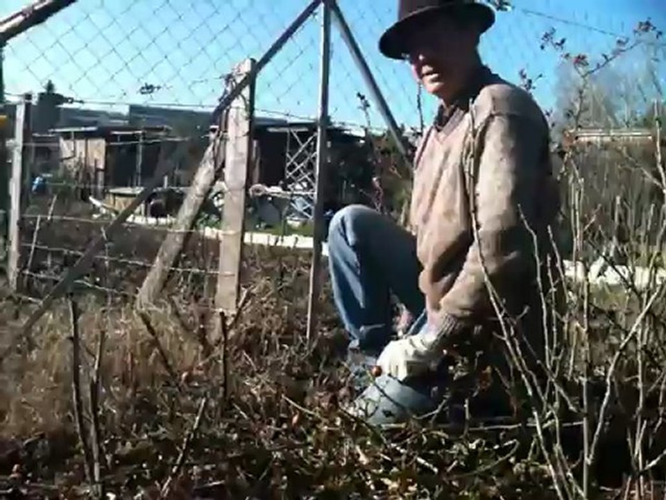 taille des rosiers aux jardins familiaux