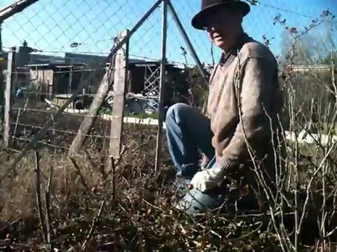 taille des rosiers aux jardins familiaux