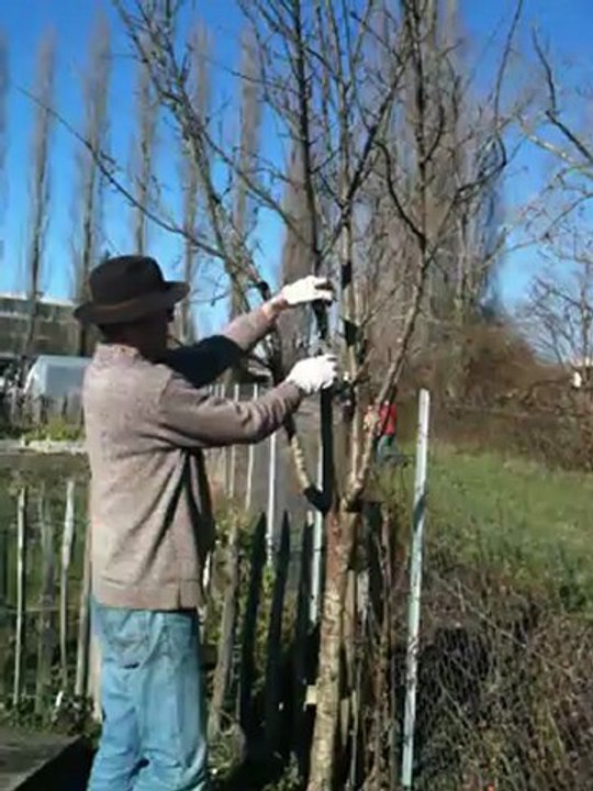 taille arbre fruitier aux jardins familiaux