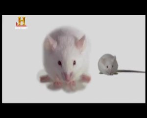 Evrim: Boyutun Evrimi