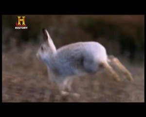 Evrim:  Hızın Evrimi