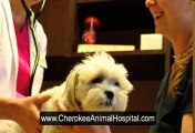 Vet Acworth Ga Marietta Vets - Pet Micro Chips Canton Ga.