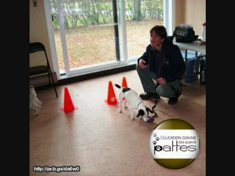 Entraînement, dressage canin : Qu'est-ce que le clicker?