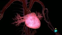 Sindrome del corazon roto: Miocardiopatia por estres (Ilan Wittstein)