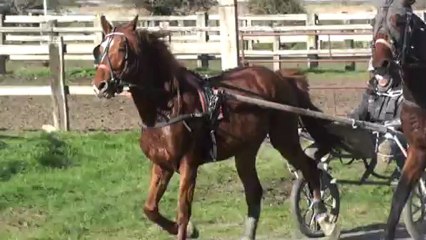 BLUE ROC ET BEACH GOODSBERY FAISANT DES TOURS DE PISTE