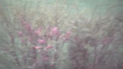 Sainte-Genevieve-Des-Bois