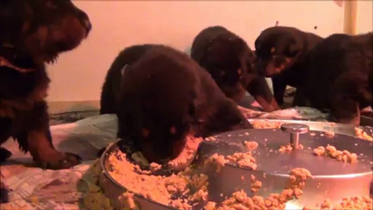 Première bouillie des chiots d' Empreinte du Mont des Croisettes X Famas de la Noé d'Orient.