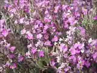 Le Mag de l'environnement du 29 octobre 2012: la RNR de Sainte-Lucie