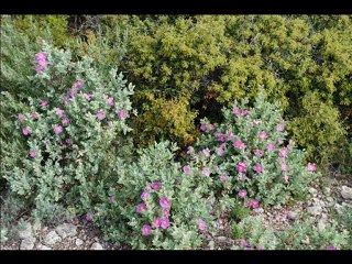 Le Mag de l'environnement du 29 octobre 2012: la RNR de Sainte-Lucie