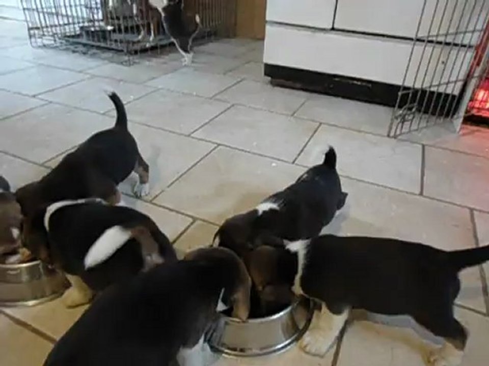 Beagles Chiots de GYPSO du Chemin des Piarris