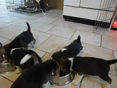 Beagles Chiots de GYPSO du Chemin des Piarris