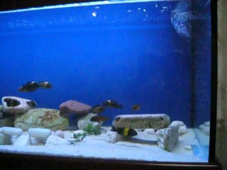 TROPHEUS-GOLDEN KAZUMBA