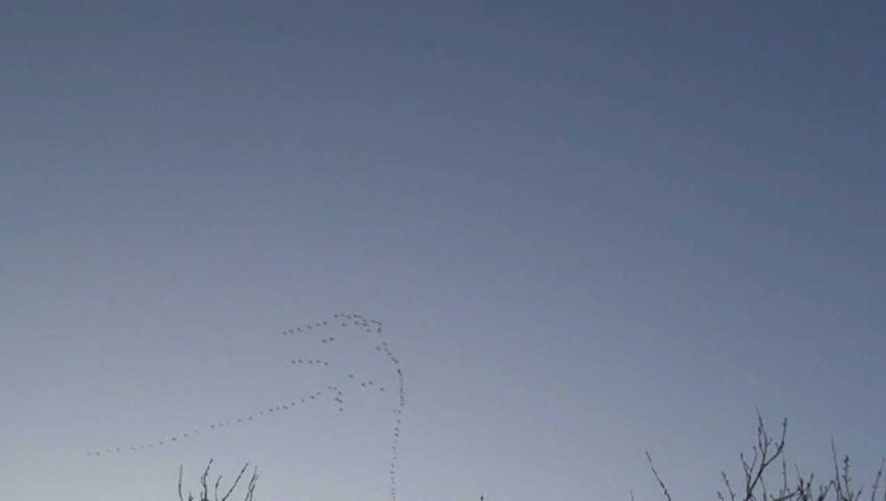 les grues cendrées vers l'est