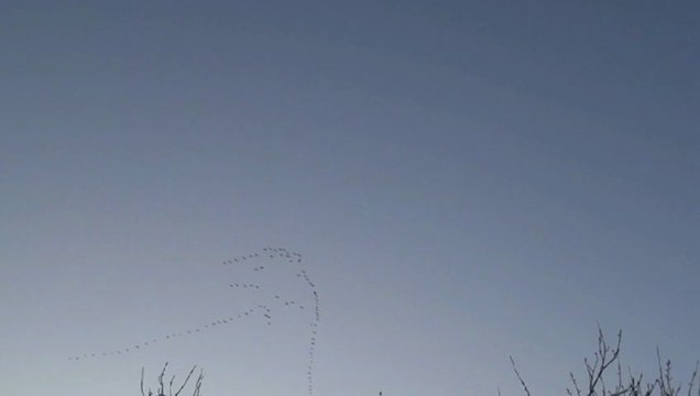 les grues cendrées vers l'est