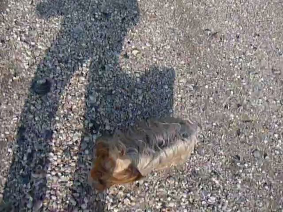 1ère sortie  de l'année à la plage avec mes Yorks