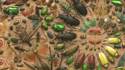 AFP - Le JT 2ème édition