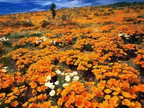 Yıldız Çam - Gine yeşillendi germir bağları