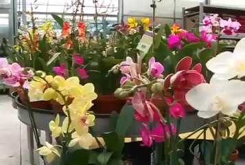Better-Gro Orchids Lowe's Part 1
