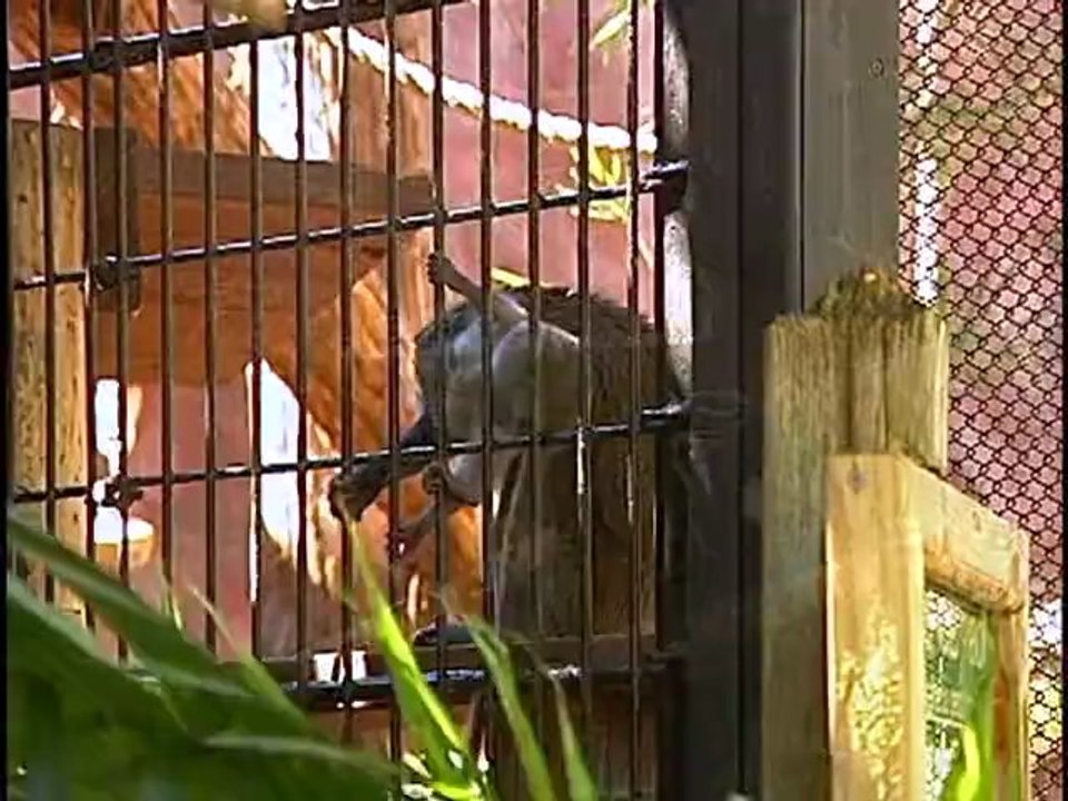 Central Florida Zoo Part 2