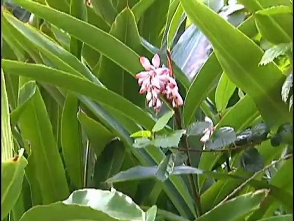 Tim's Tips: Orchids